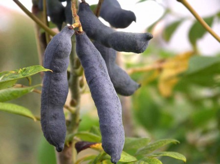 Decaisnea Fargesii - detail